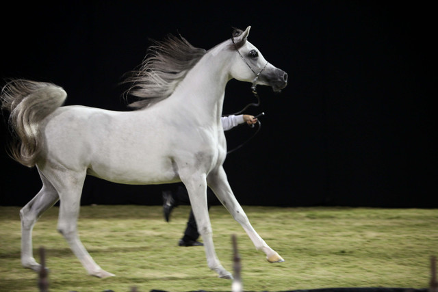 Ajman Show 2010 (Day 1)