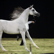 Ajman Show 2010 (Day 1)