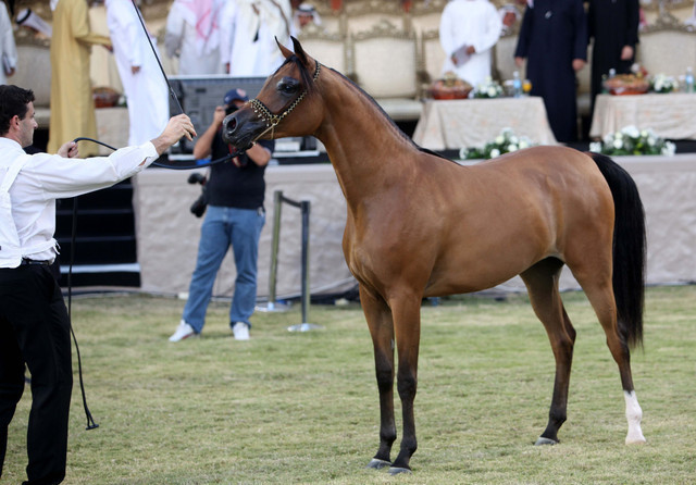 Ajman Show 2010 (Day 1)