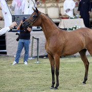 Ajman Show 2010 (Day 1)