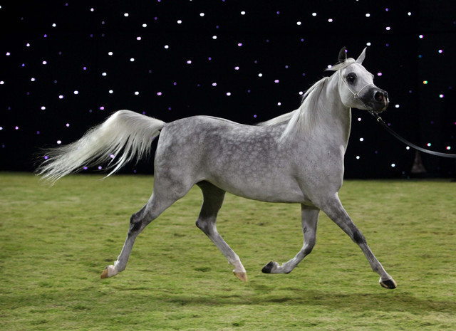 Ajman Show 2010 (Day 1)