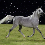 Ajman Show 2010 (Day 1)