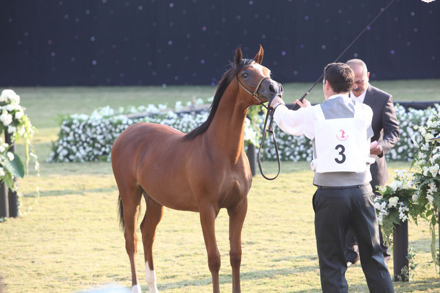 Ajman Show 2010 (Day 1)