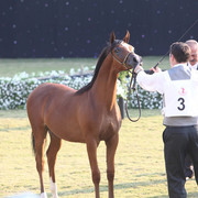 Ajman Show 2010 (Day 1)