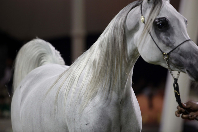 Ajman Show 2010 (Day 1)