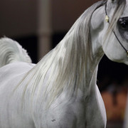 Ajman Show 2010 (Day 1)