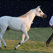 Ajman Show 2010 (Day 1)