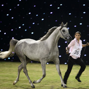 Ajman Show 2010 (Day 1)