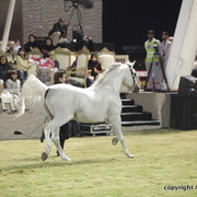 Ajman Show 2010 (Day 2)