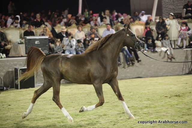 Ajman Show 2010 (Day 2)