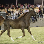 Ajman Show 2010 (Day 2)
