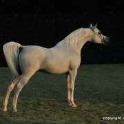 Ajman Show 2010 (Day 2)