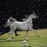 Ajman Show 2010 (Day 2)