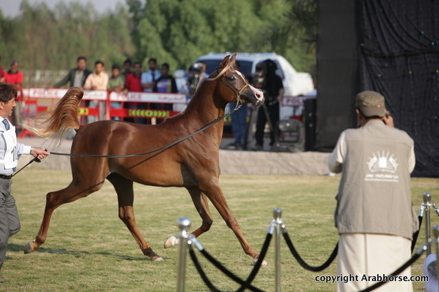 Ajman Show 2010 (Day 2)