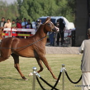 Ajman Show 2010 (Day 2)