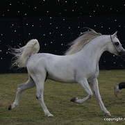 Ajman Show 2010 (Day 2)