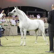 Ajman Show 2010 (Day 2)