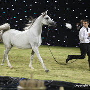 Ajman Show 2010 (Day 2)