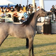 Ajman Show 2010 (Day 2)