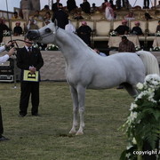 Ajman Show 2010 (Day 2)