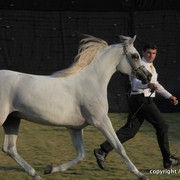 Ajman Show 2010 (Day 2)