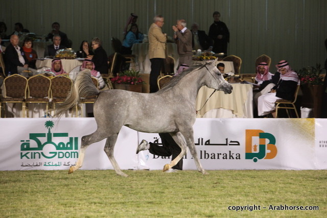 Al Khalediah Arabian Horse Festival Day 1