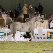 Al Khalediah Arabian Horse Festival Day 1