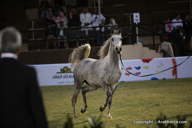 Al Khalediah Arabian Horse Festival Day 1