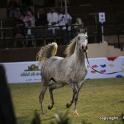 Al Khalediah Arabian Horse Festival Day 1