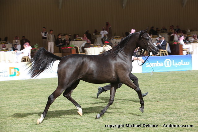 Al Khalediah Arabian Horse Festival Day 1