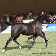 Al Khalediah Arabian Horse Festival Day 1