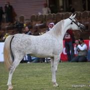 Al Khalediah Arabian Horse Festival Day 1