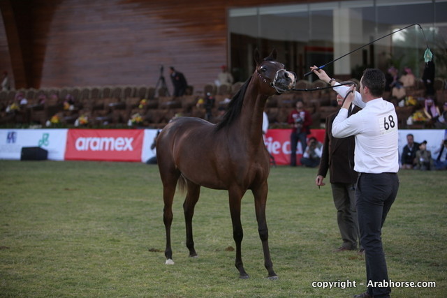 Al Khalediah Arabian Horse Festival Day 1