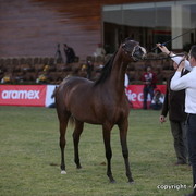 Al Khalediah Arabian Horse Festival Day 1