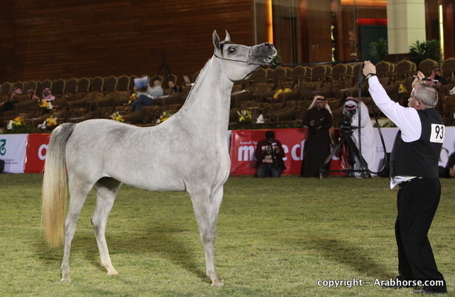 Al Khalediah Arabian Horse Festival Day 1
