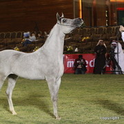Al Khalediah Arabian Horse Festival Day 1