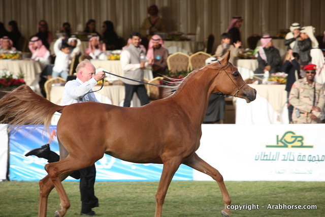 Al Khalediah Arabian Horse Festival Day 1