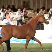 Al Khalediah Arabian Horse Festival Day 1