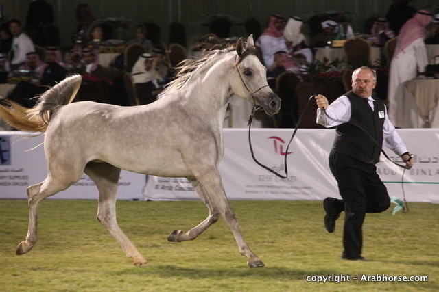 Al Khalediah Arabian Horse Festival Day 1