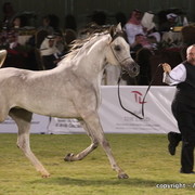 Al Khalediah Arabian Horse Festival Day 1