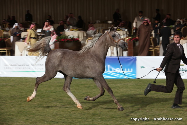 Al Khalediah Arabian Horse Festival Day 1