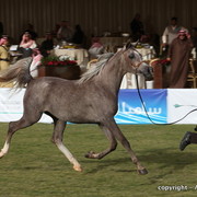 Al Khalediah Arabian Horse Festival Day 1