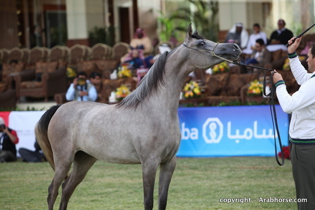 Al Khalediah Arabian Horse Festival Day 1