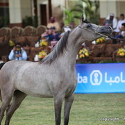 Al Khalediah Arabian Horse Festival Day 1