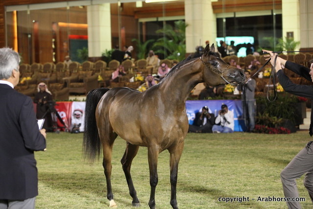 Al Khalediah Arabian Horse Festival Day 1