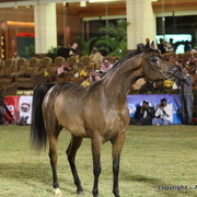 Al Khalediah Arabian Horse Festival Day 1