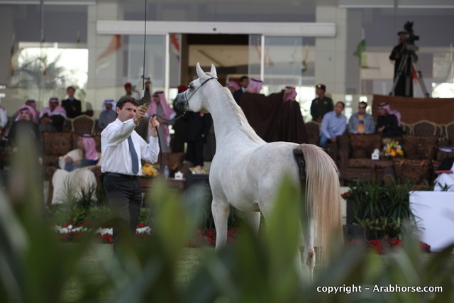 Al Khalediah Arabian Horse Festival Day 1