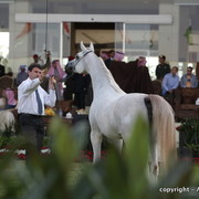 Al Khalediah Arabian Horse Festival Day 1