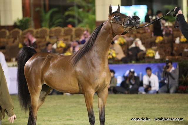 Al Khalediah Arabian Horse Festival Day 1