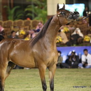 Al Khalediah Arabian Horse Festival Day 1